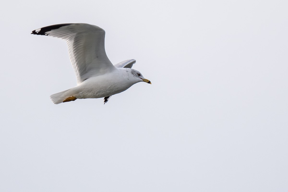 Ring-billed Gull - ML612422979