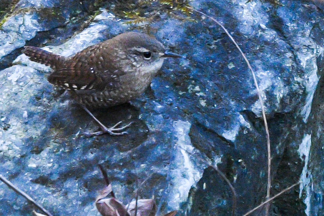 Winter Wren - ML612423093