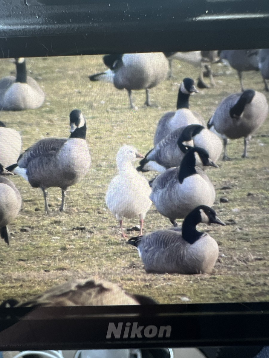 Ross's Goose - ML612423142