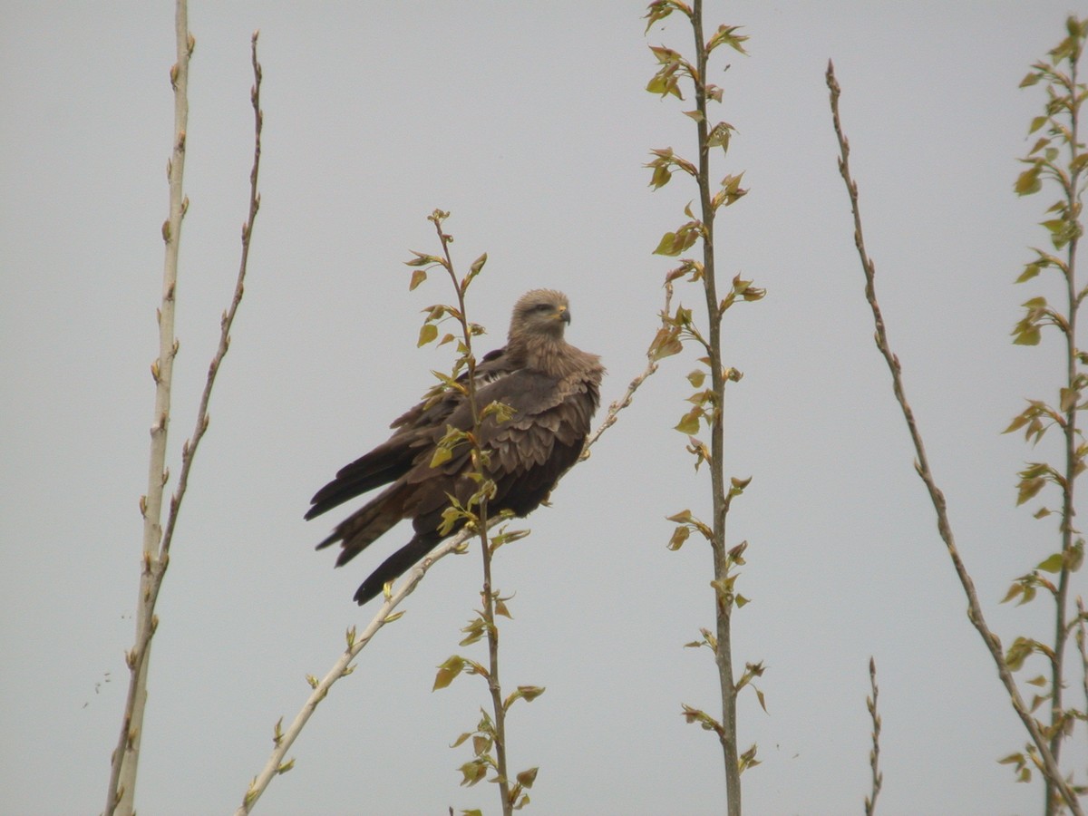 Black Kite - ML612423377