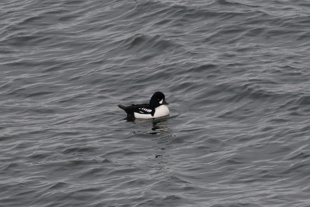 Barrow's Goldeneye - Sebastian Jones