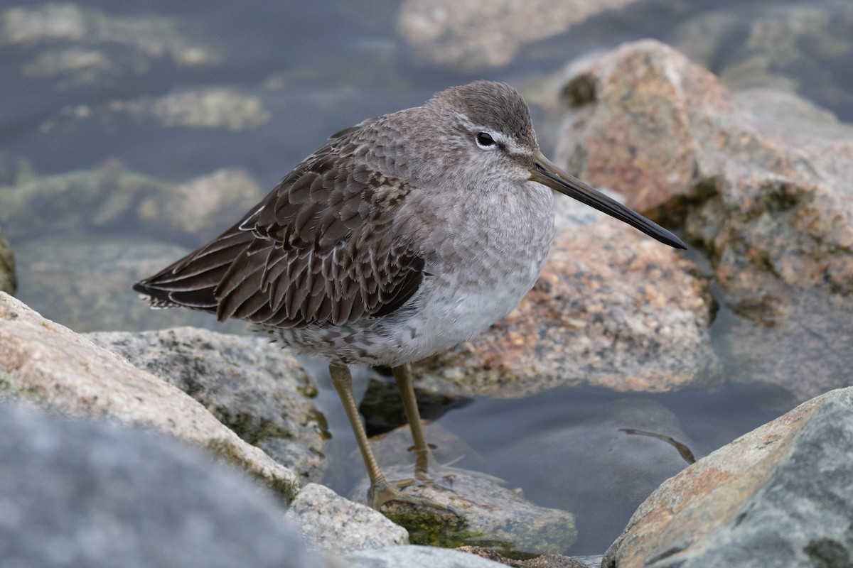 Long-billed Dowitcher - ML612423525