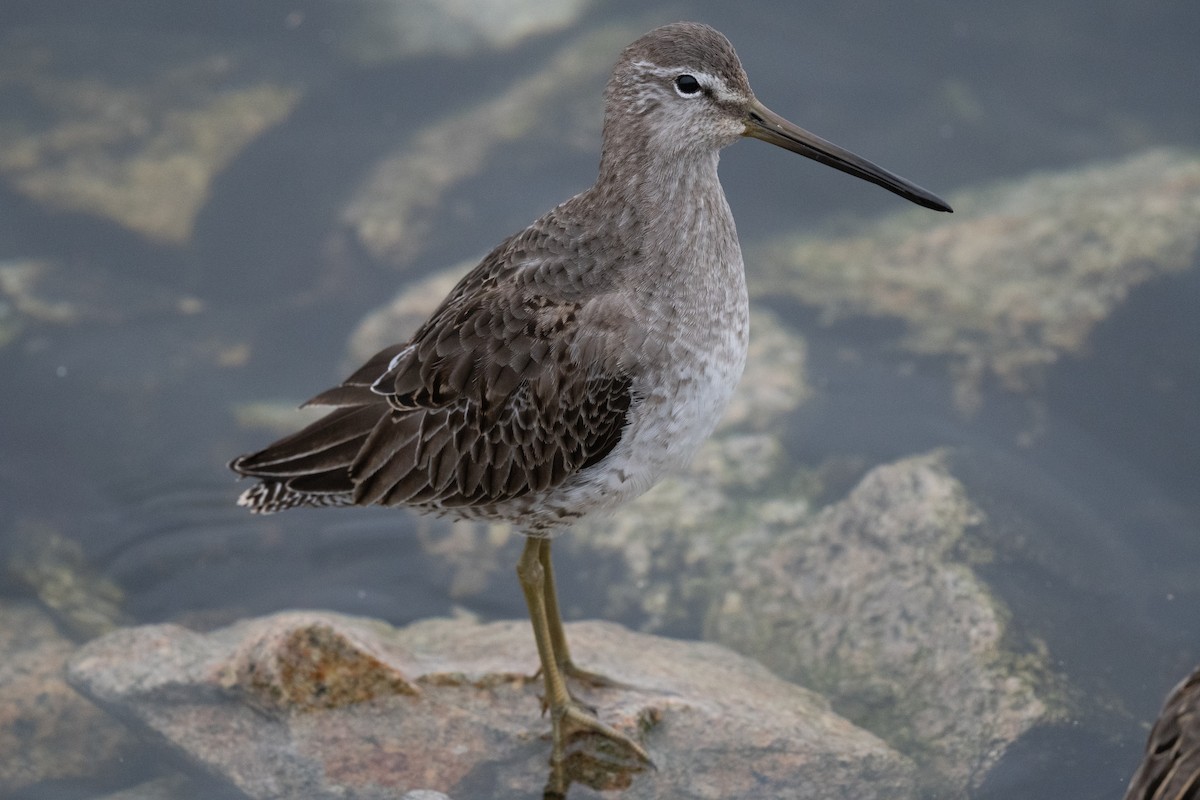 Long-billed Dowitcher - ML612423529