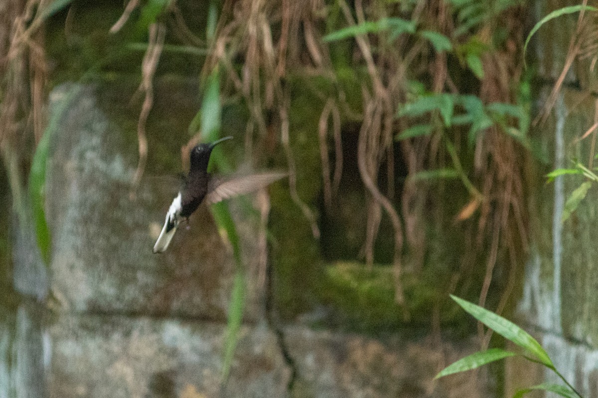 kolibřík černobílý - ML612423536