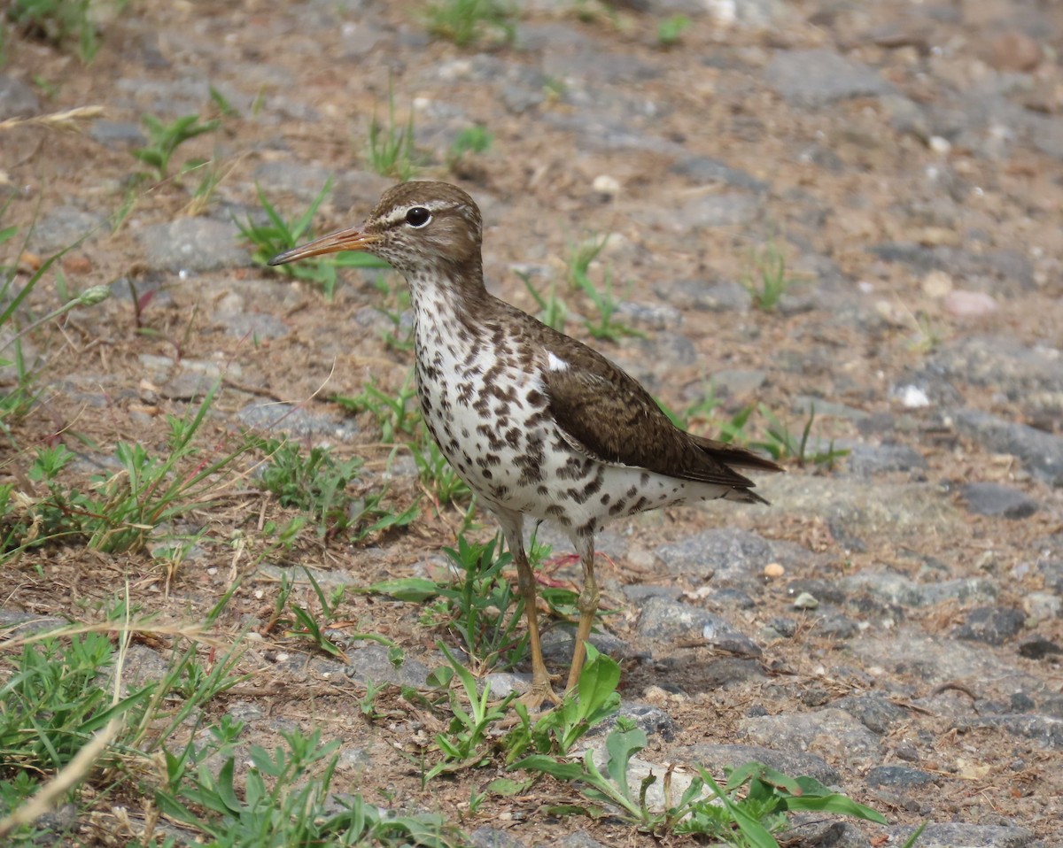 Spotted Sandpiper - ML612423583