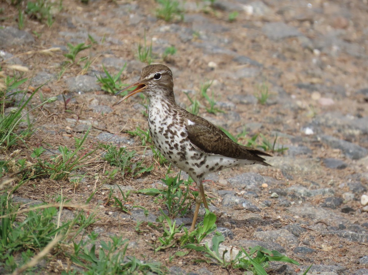 Spotted Sandpiper - ML612423584