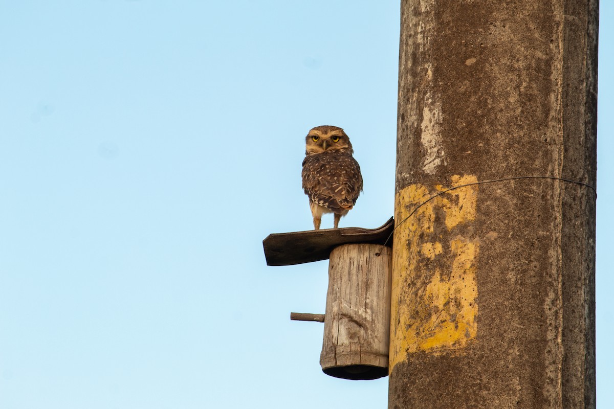 Burrowing Owl - Arthur Bruck