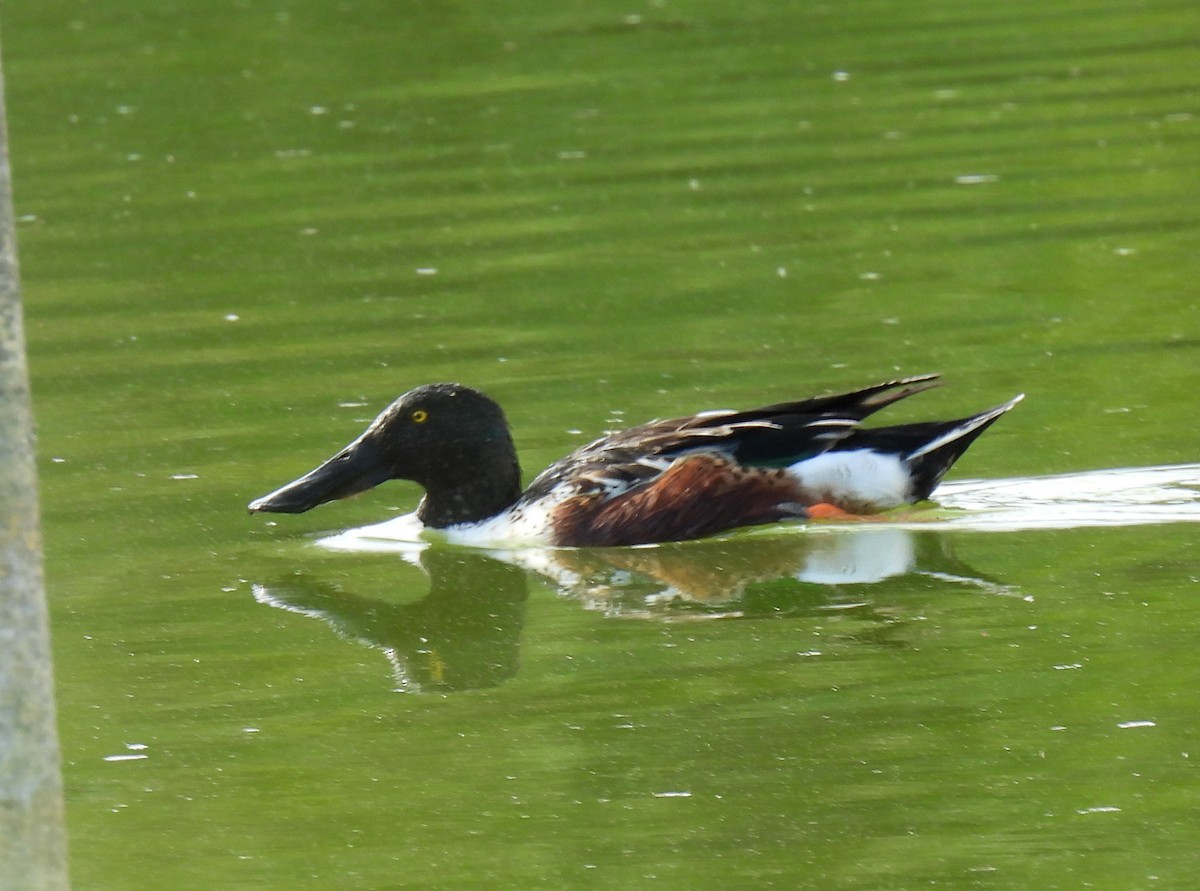 Northern Shoveler - ML612423623