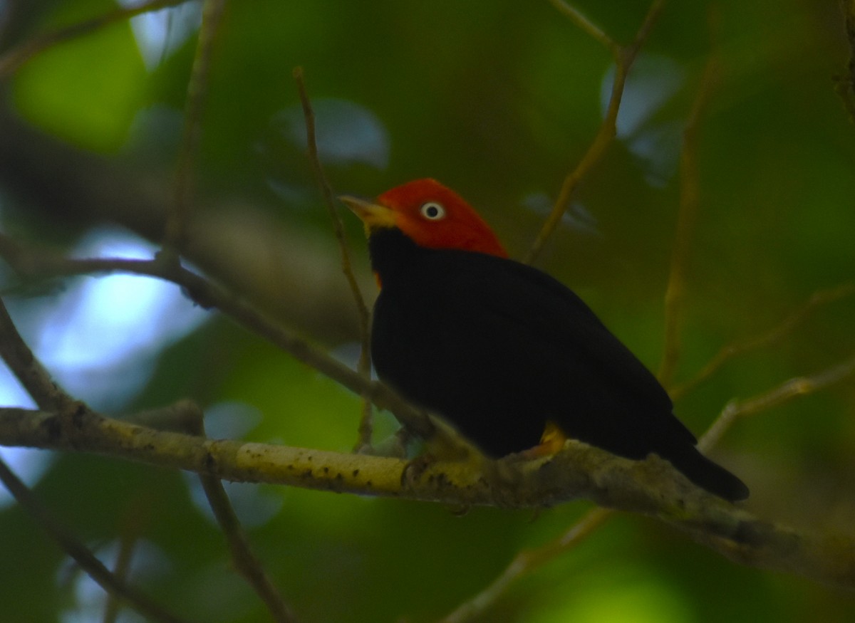 Red-capped Manakin - ML612423636