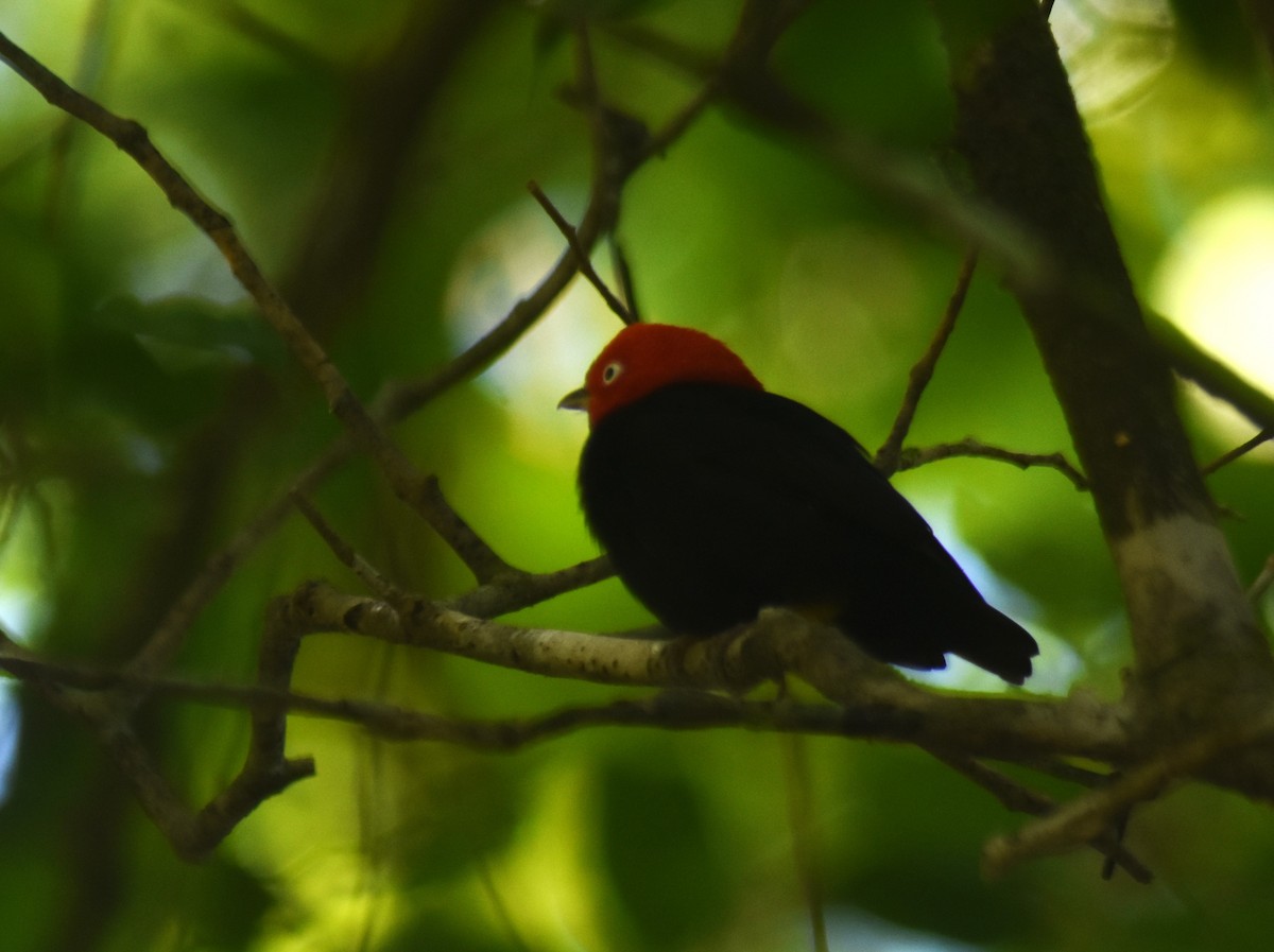 Red-capped Manakin - ML612423637