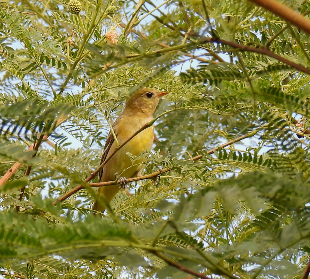 Western Tanager - Mary Tannehill