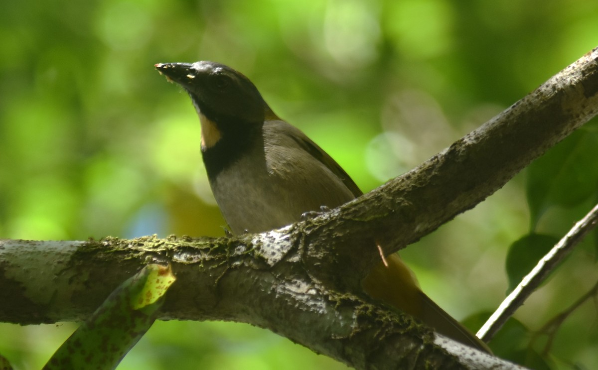 Buff-throated Saltator - ML612423661