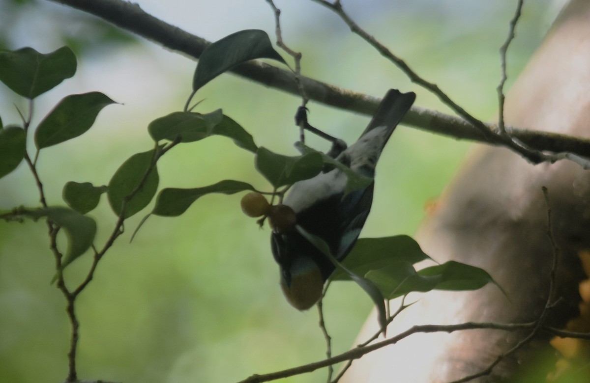 Golden-hooded Tanager - ML612423664