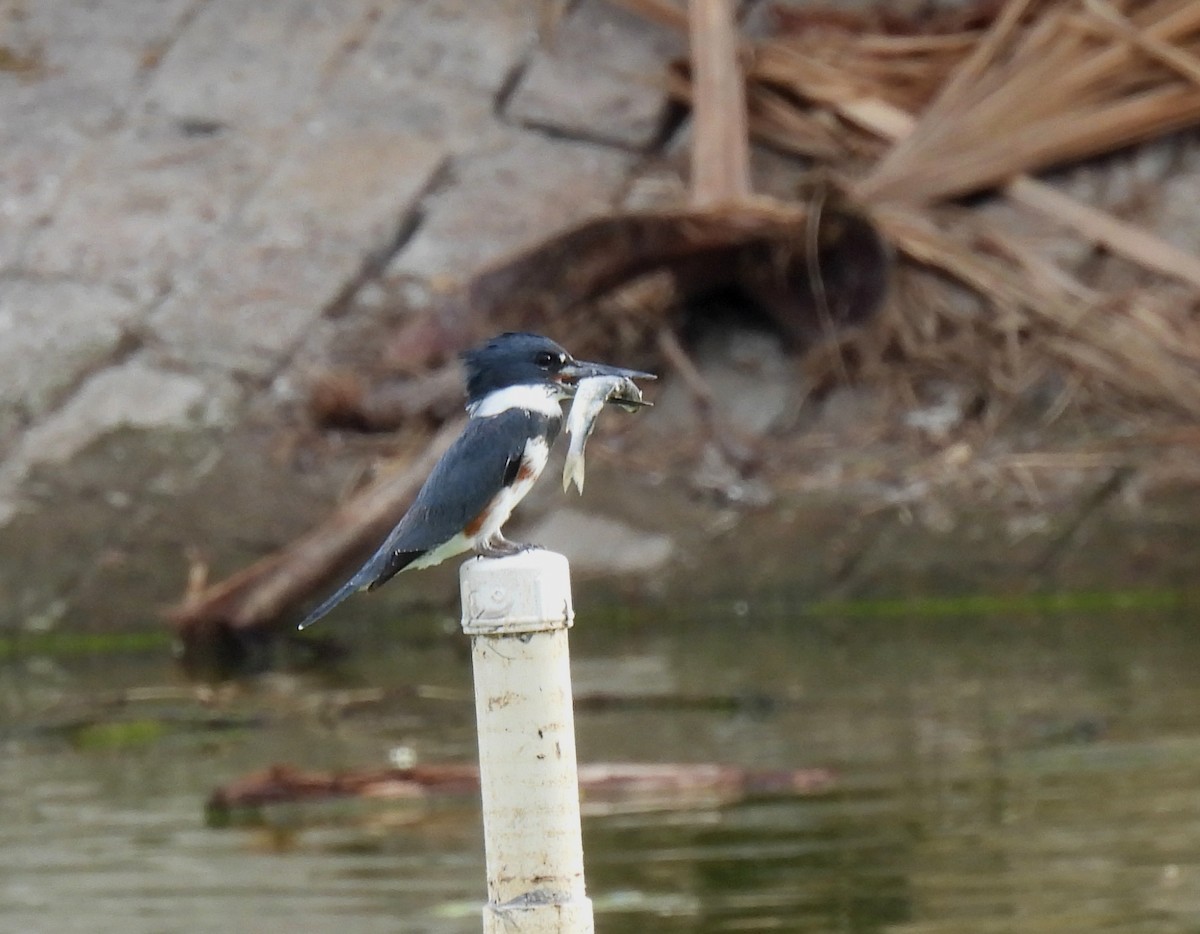 Belted Kingfisher - Mary Tannehill