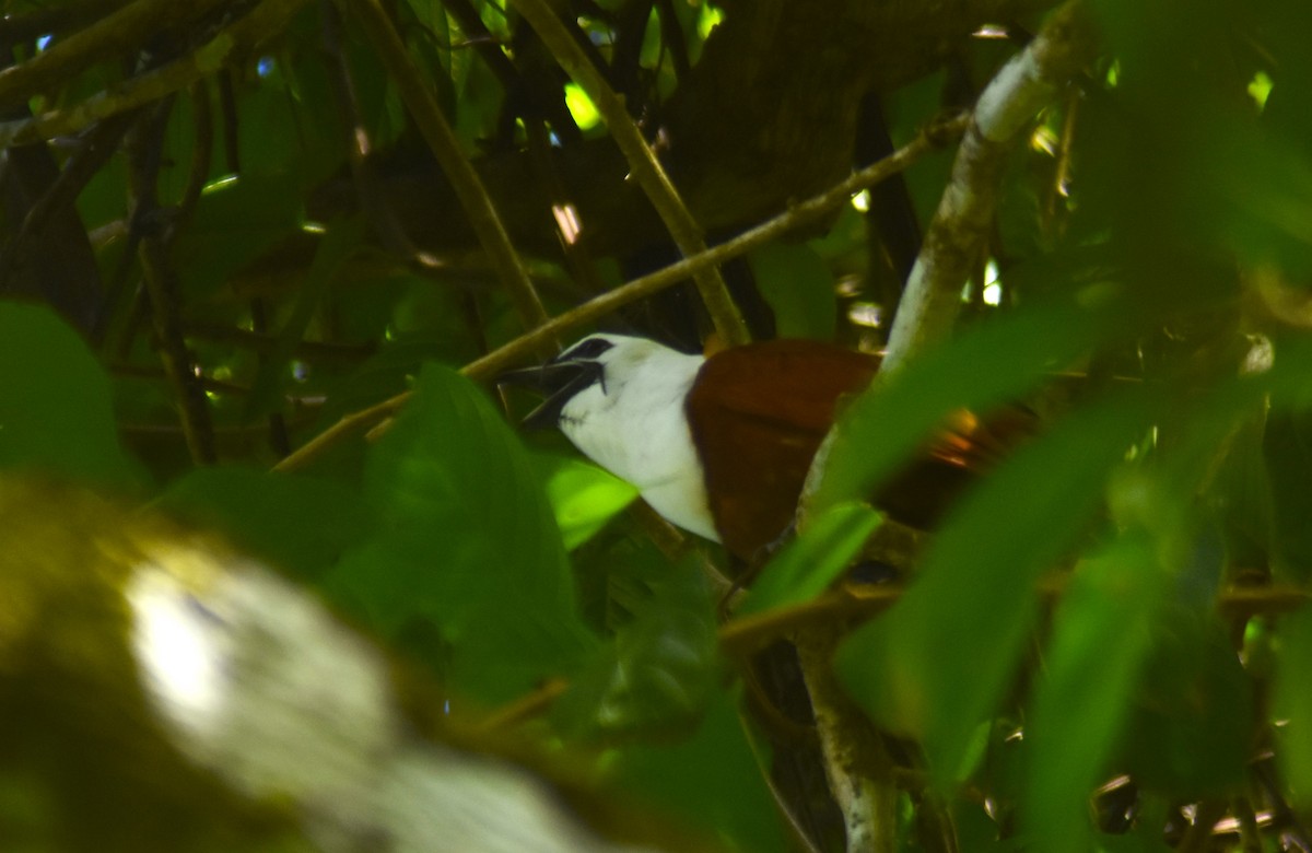 Three-wattled Bellbird - ML612423708