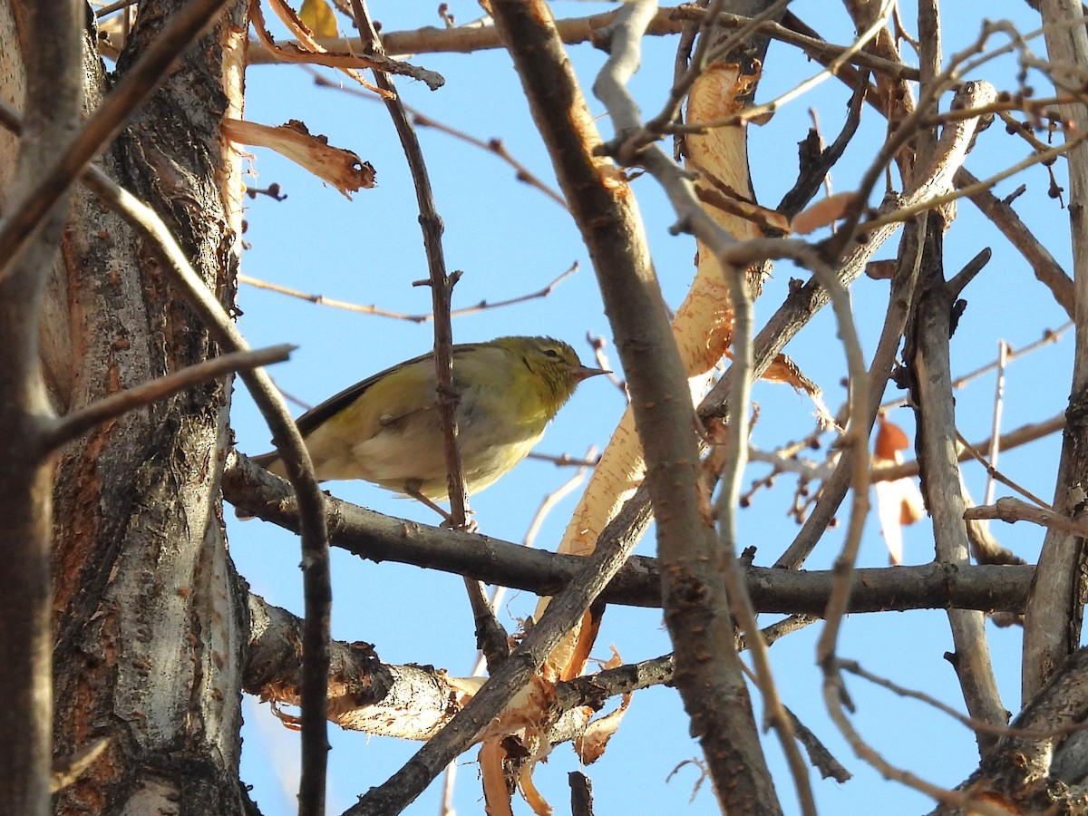 Tennessee Warbler - ML612423712