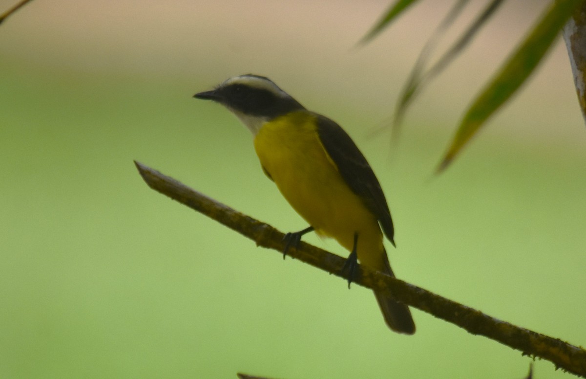 Social Flycatcher - ML612423714