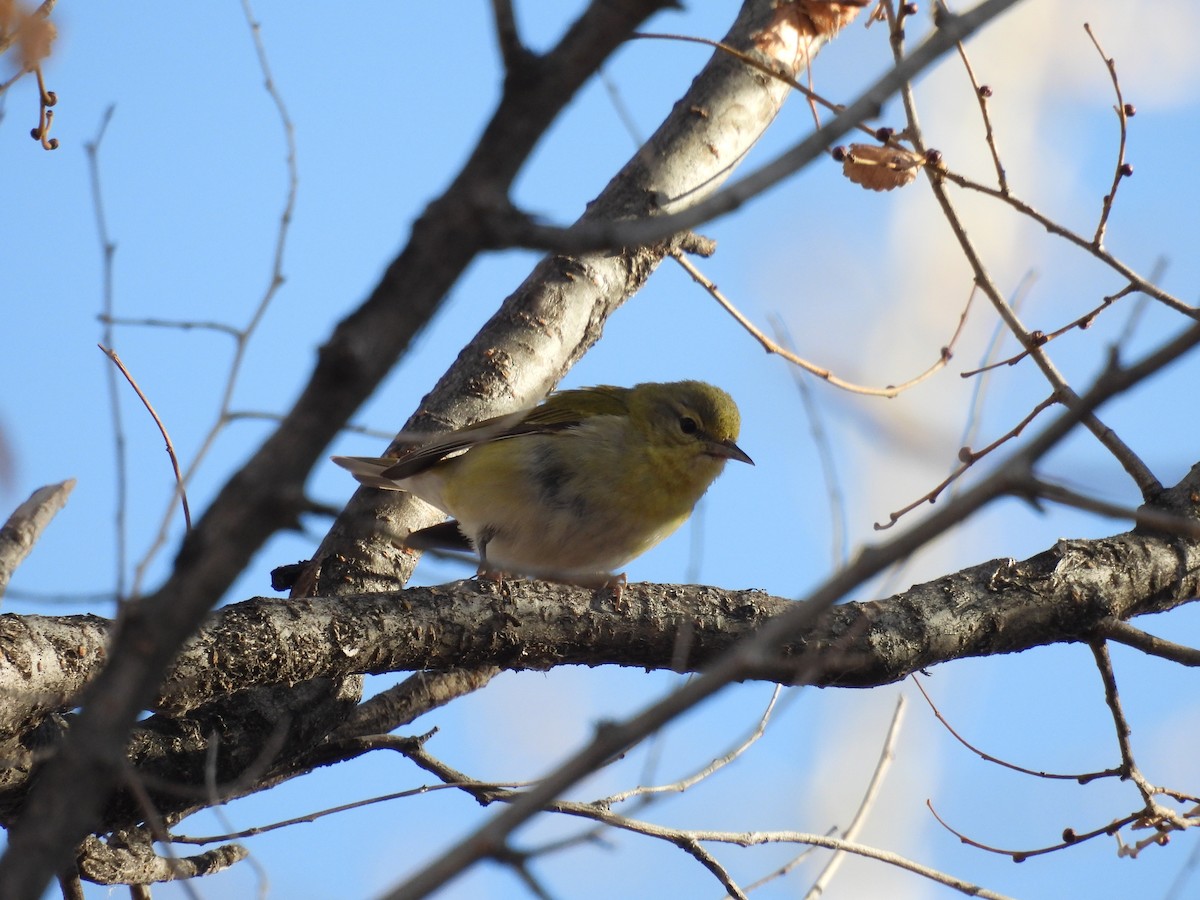 Tennessee Warbler - ML612423724