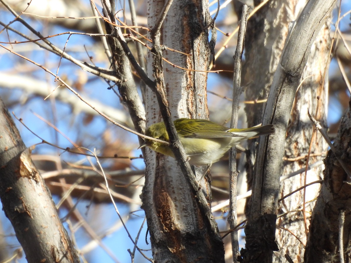 Tennessee Warbler - ML612423726