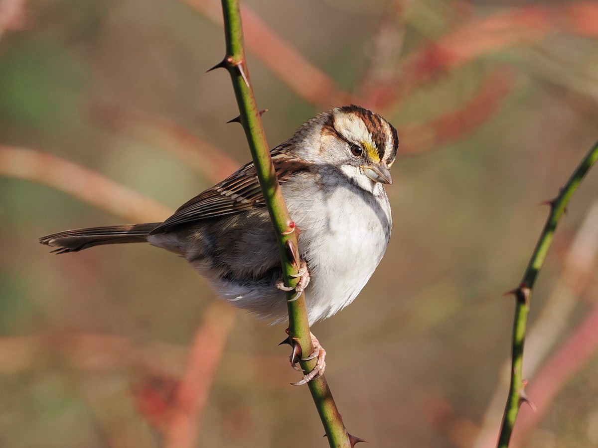 White-throated Sparrow - ML612423753