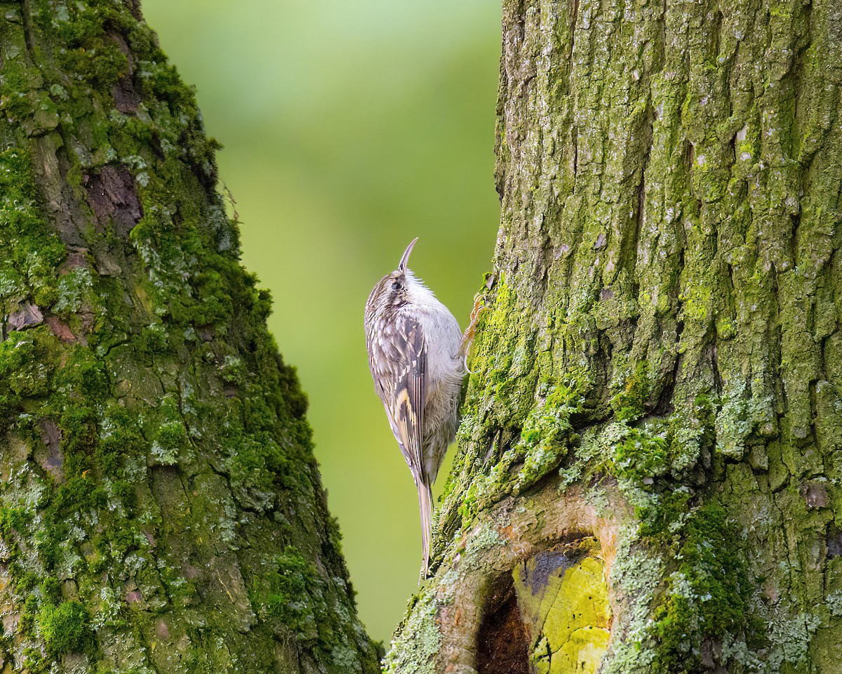 Short-toed Treecreeper - ML612423757