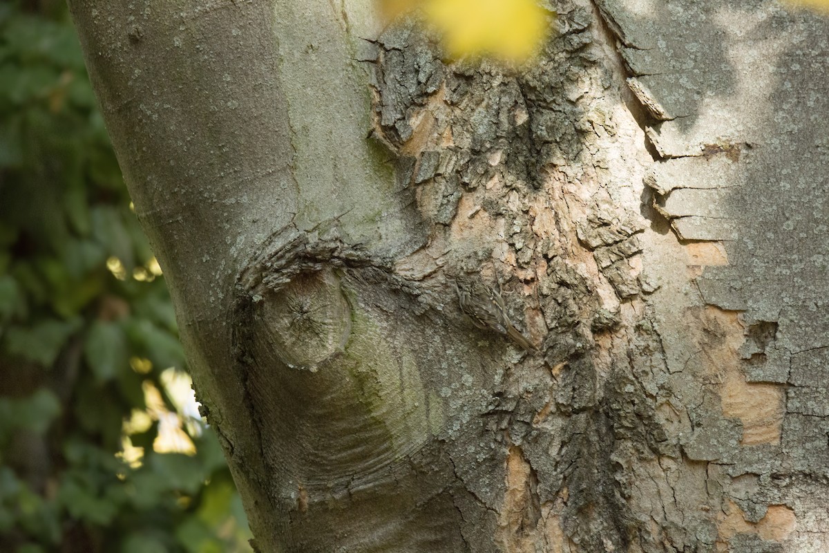 Short-toed Treecreeper - ML612423758