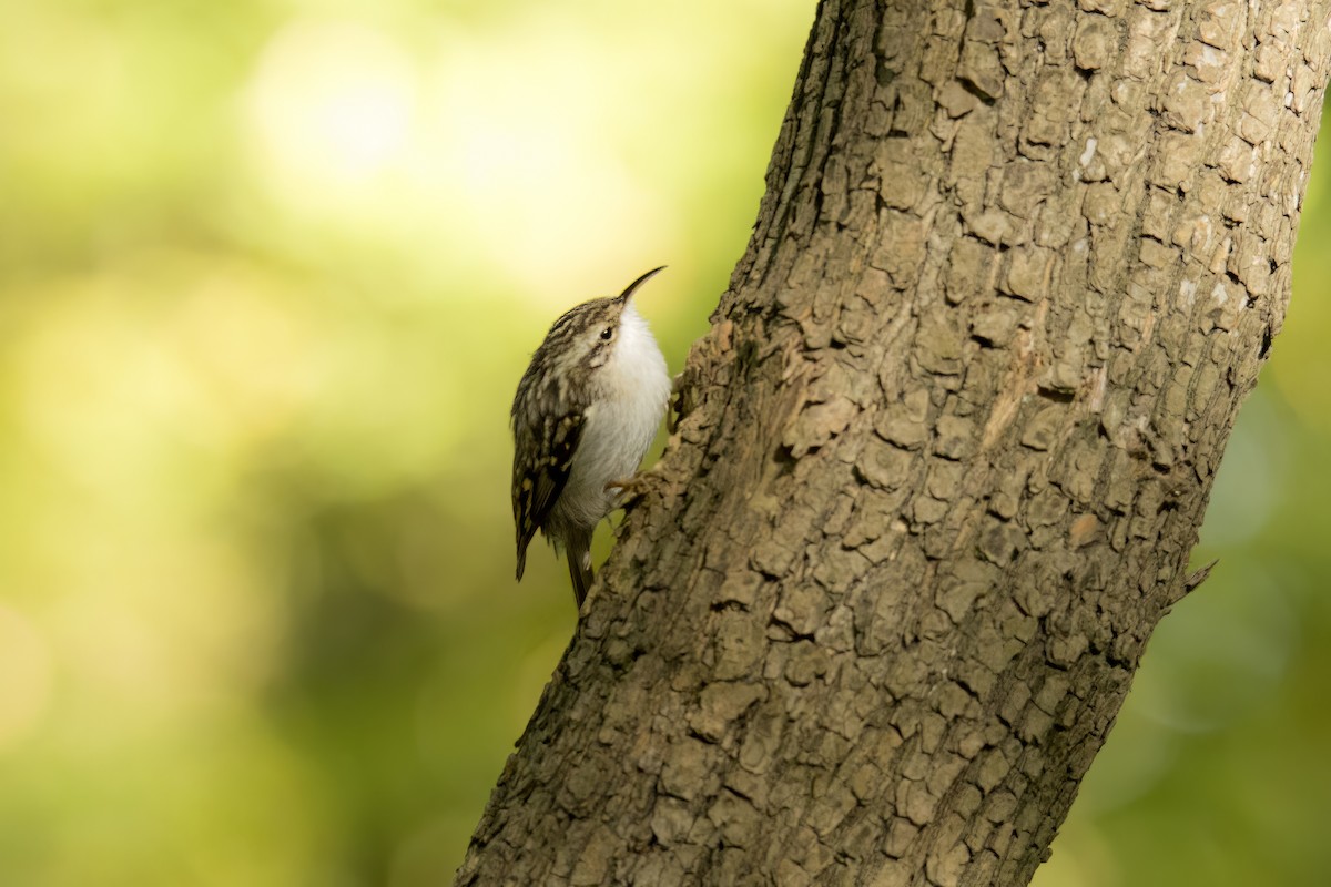 Short-toed Treecreeper - Michał Grądcki