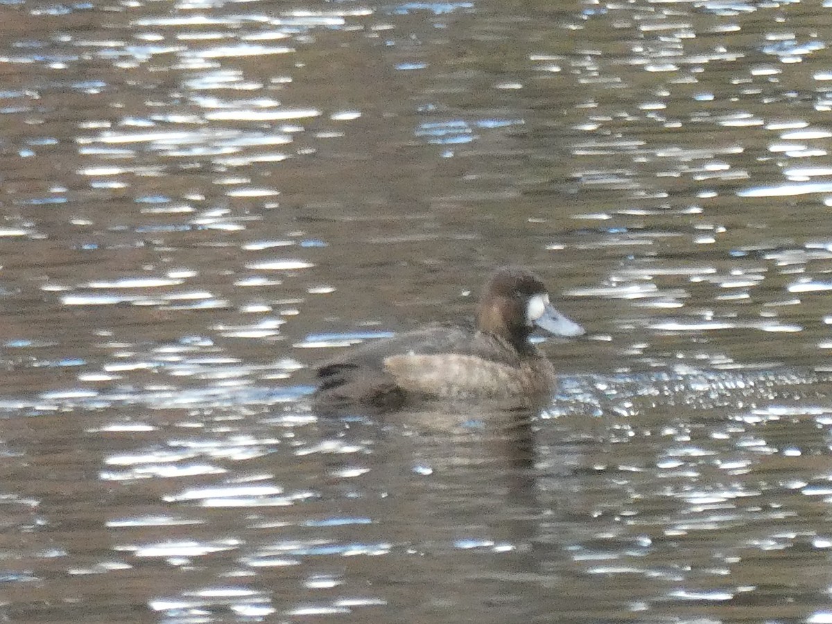 Greater Scaup - ML612423770