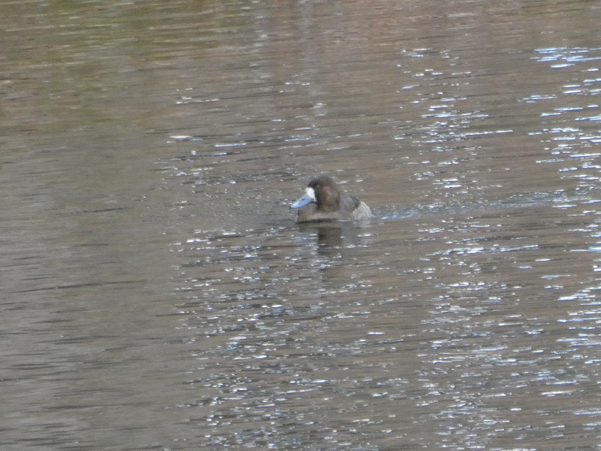 Greater Scaup - ML612423771