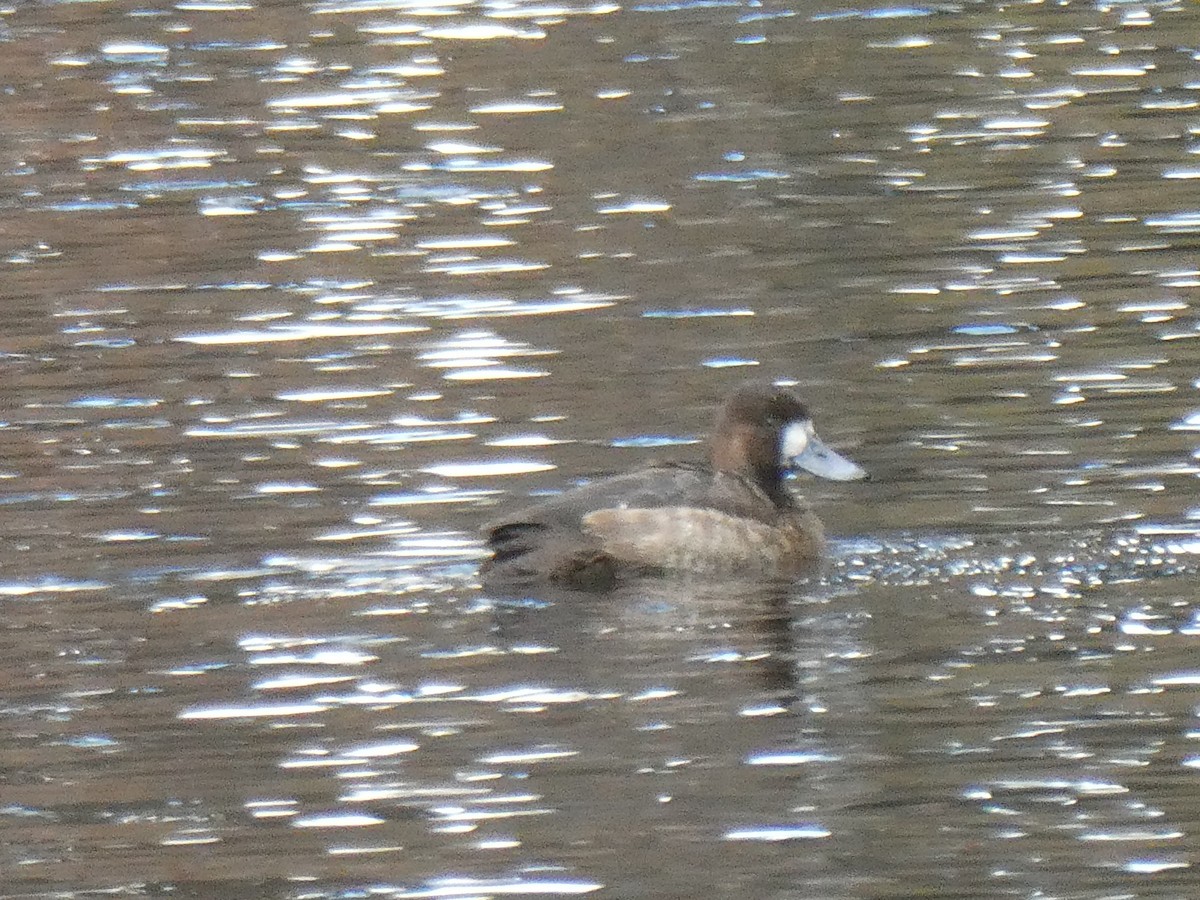 Greater Scaup - ML612423772