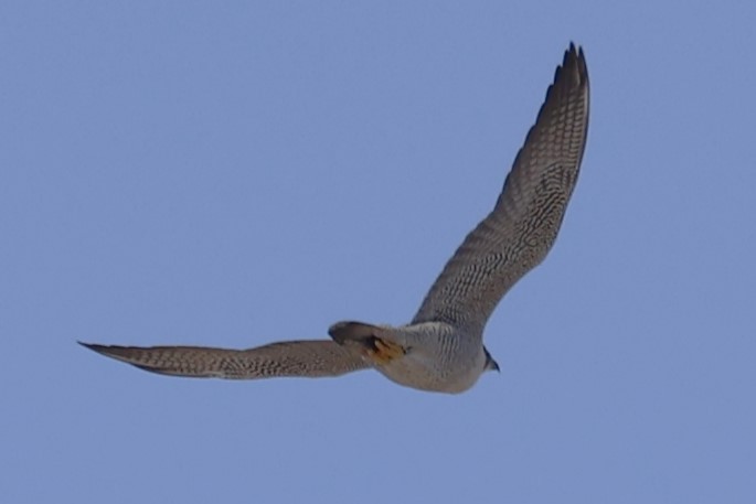 Peregrine Falcon - Kathy Richardson