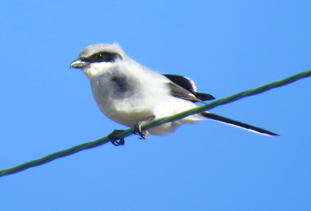 Loggerhead Shrike - ML612423851