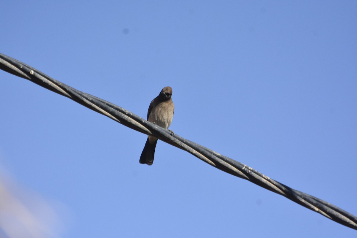 Bulbul Naranjero (grupo barbatus) - ML612423878