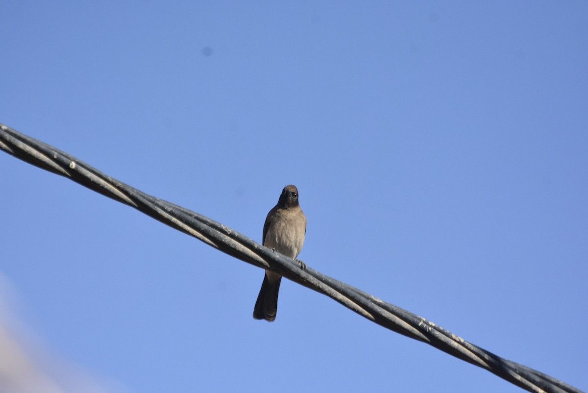 Common Bulbul (Common) - ML612423880