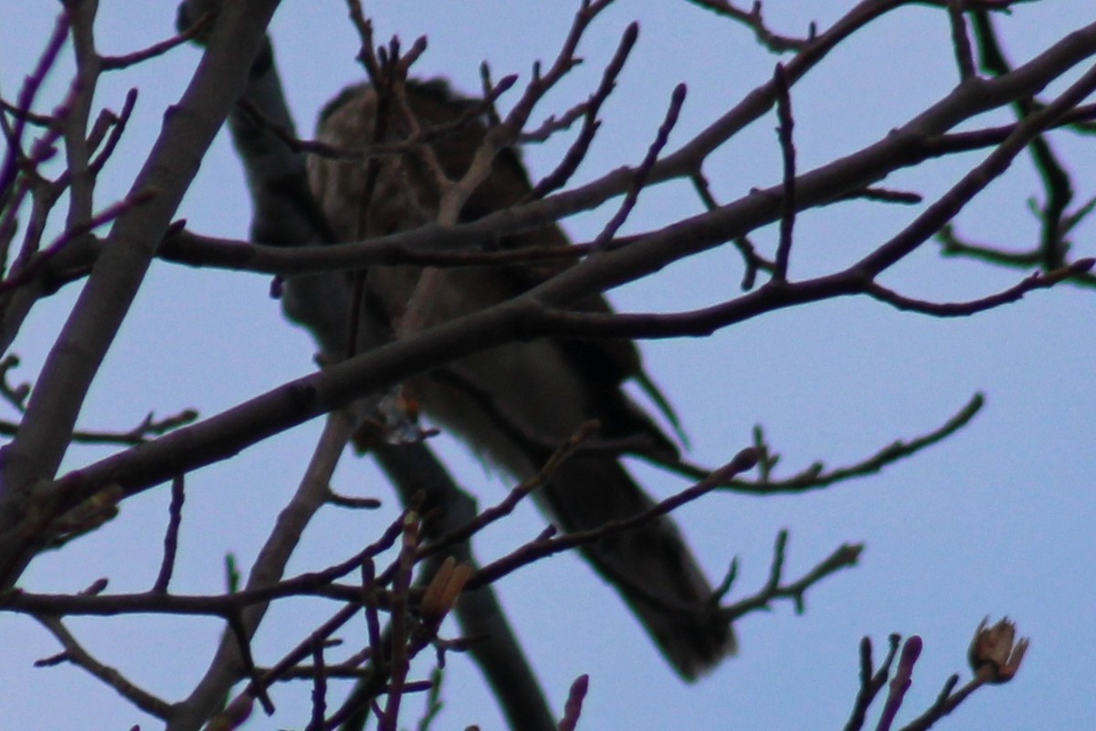 Sharp-shinned Hawk (Northern) - ML612423940