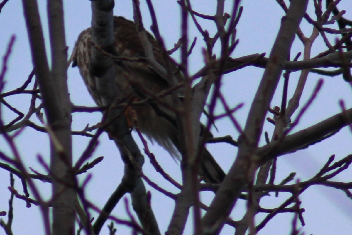 Sharp-shinned Hawk (Northern) - ML612423941