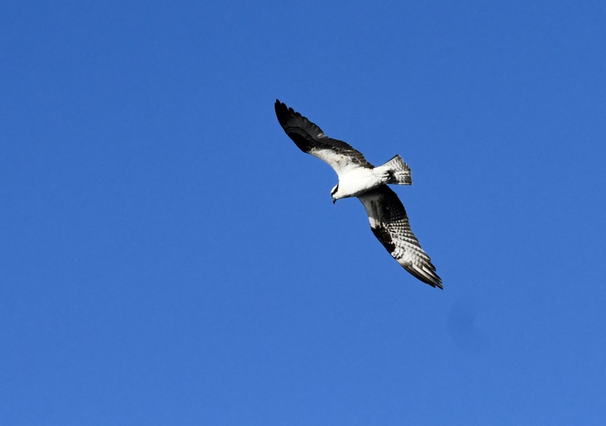 Osprey - ML612423958