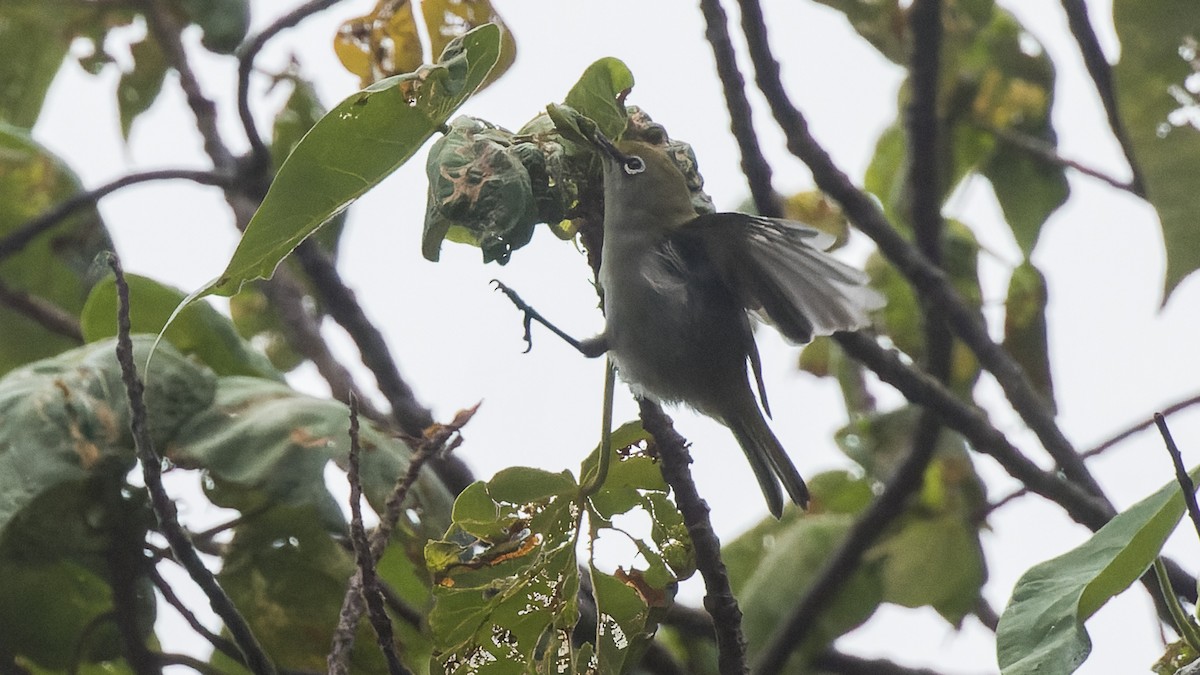 Weißstirn-Brillenvogel - ML612424003