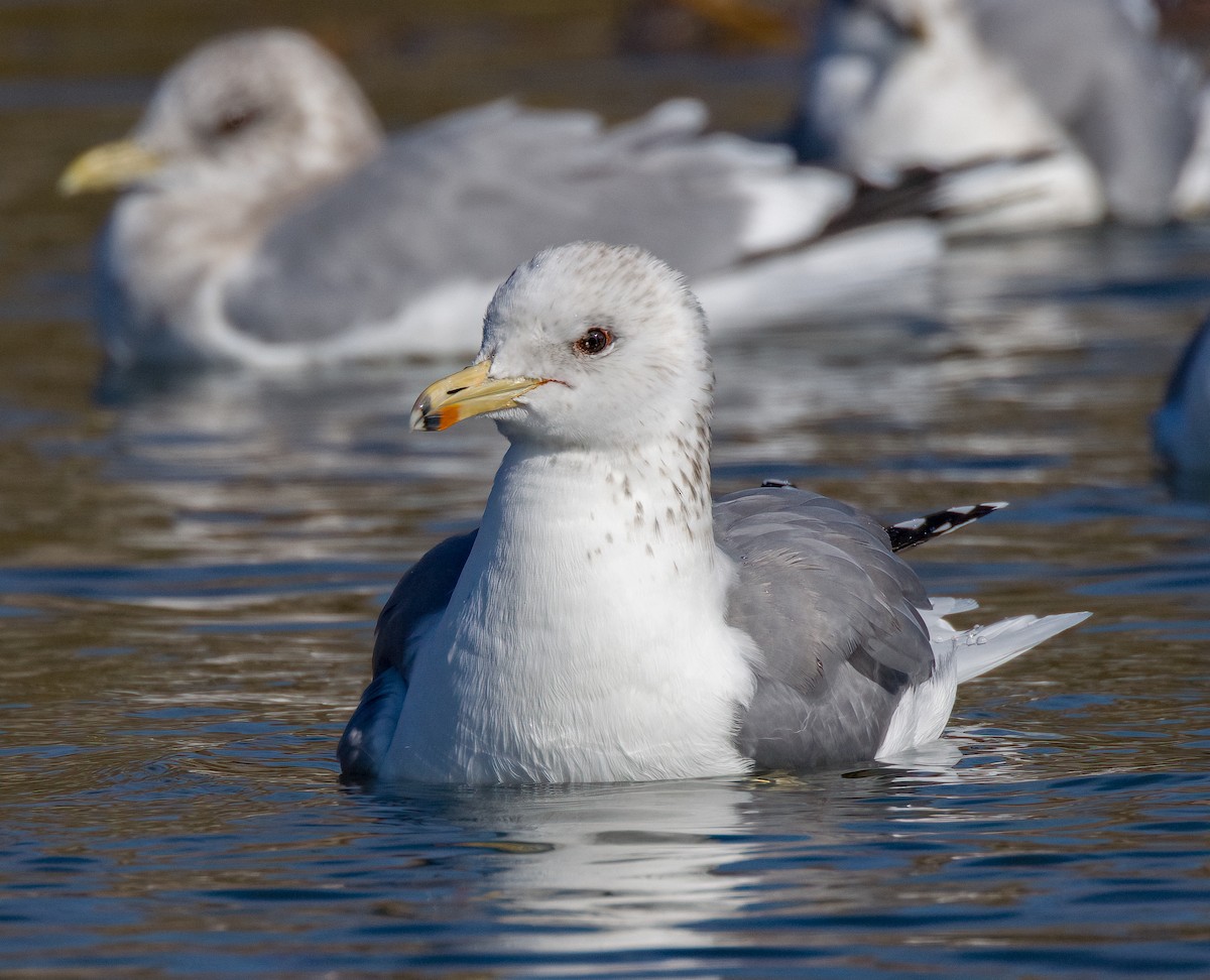 California Gull - ML612424059