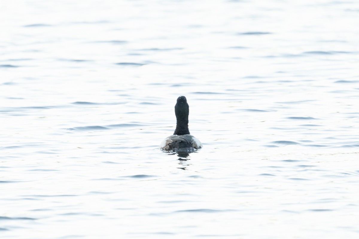 Greater Scaup - ML612424205