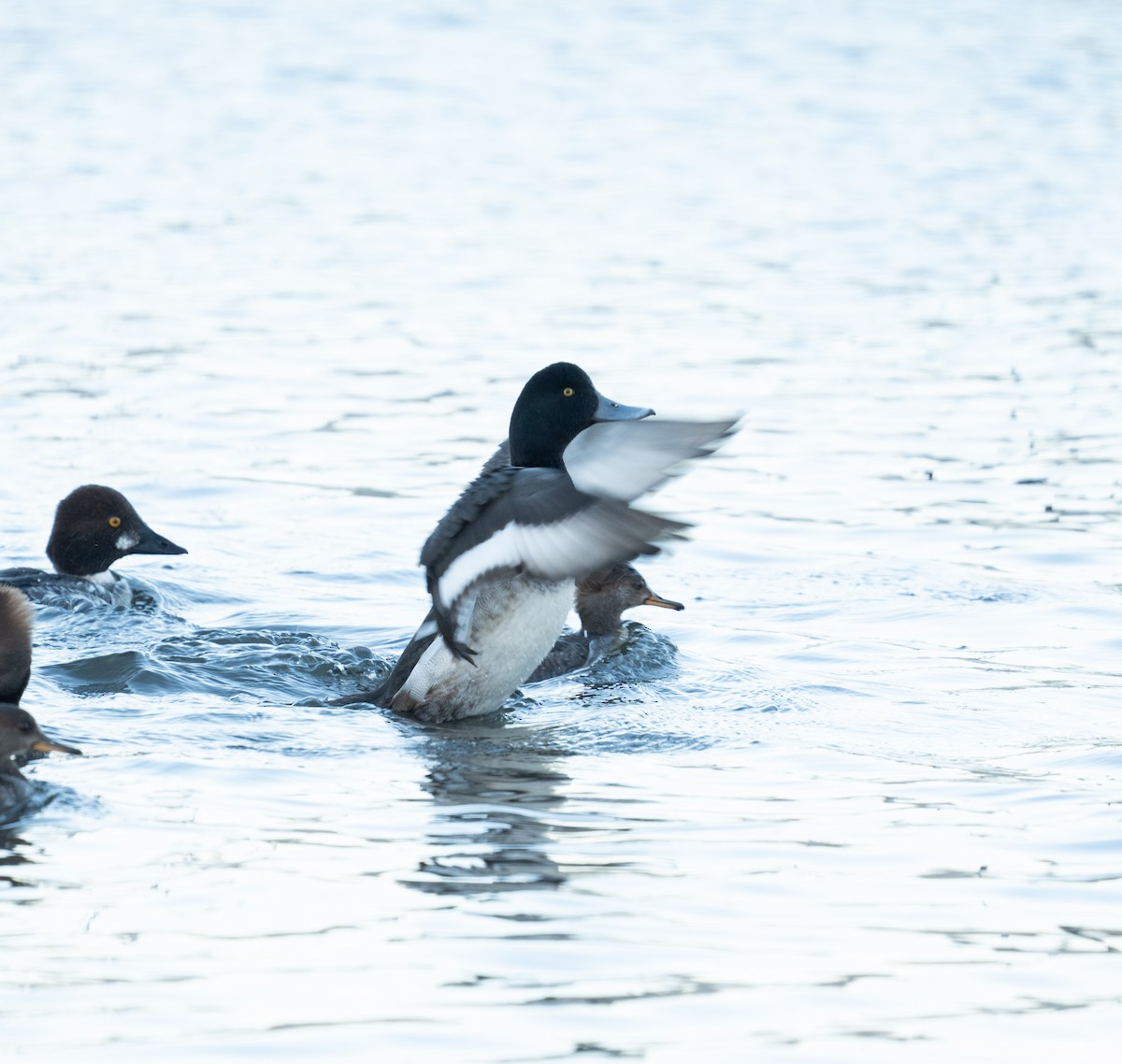 Greater Scaup - ML612424206