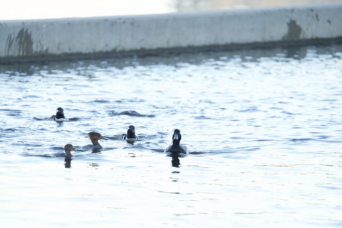 Greater Scaup - ML612424207