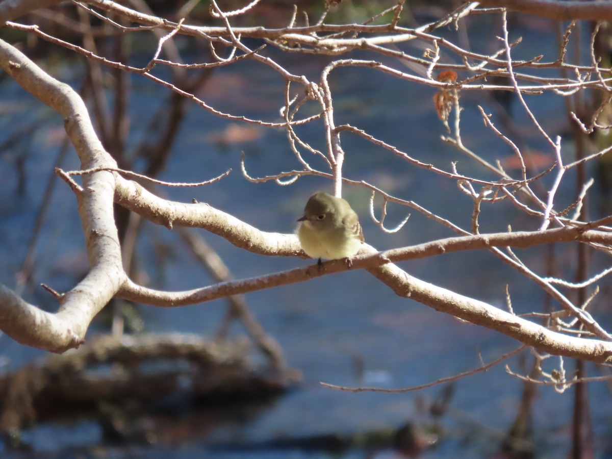 Hammond's Flycatcher - ML612424225