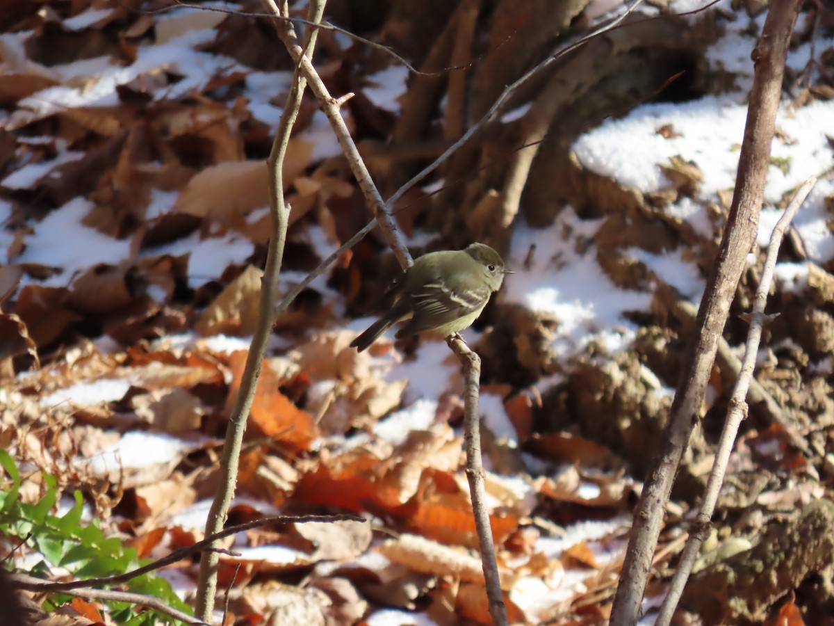 Hammond's Flycatcher - ML612424226