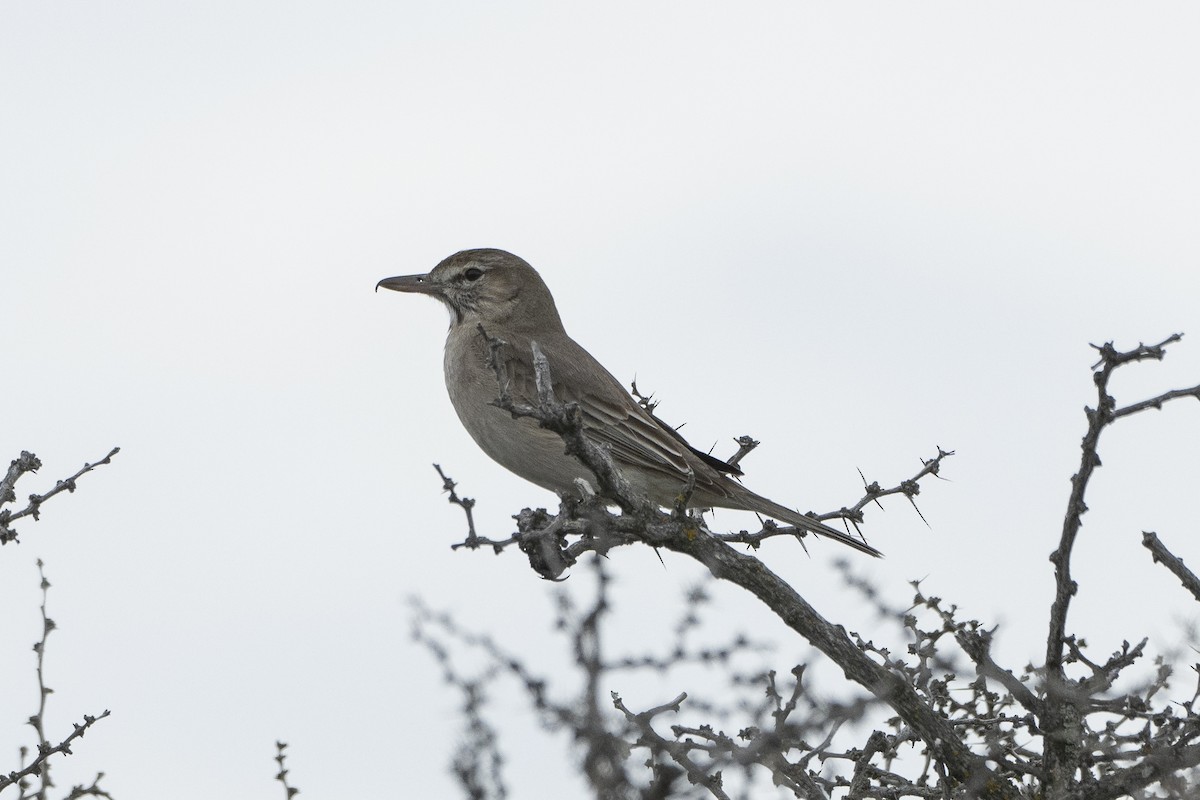 Gray-bellied Shrike-Tyrant - ML612424291