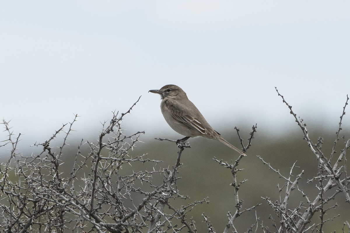 Gray-bellied Shrike-Tyrant - ML612424292