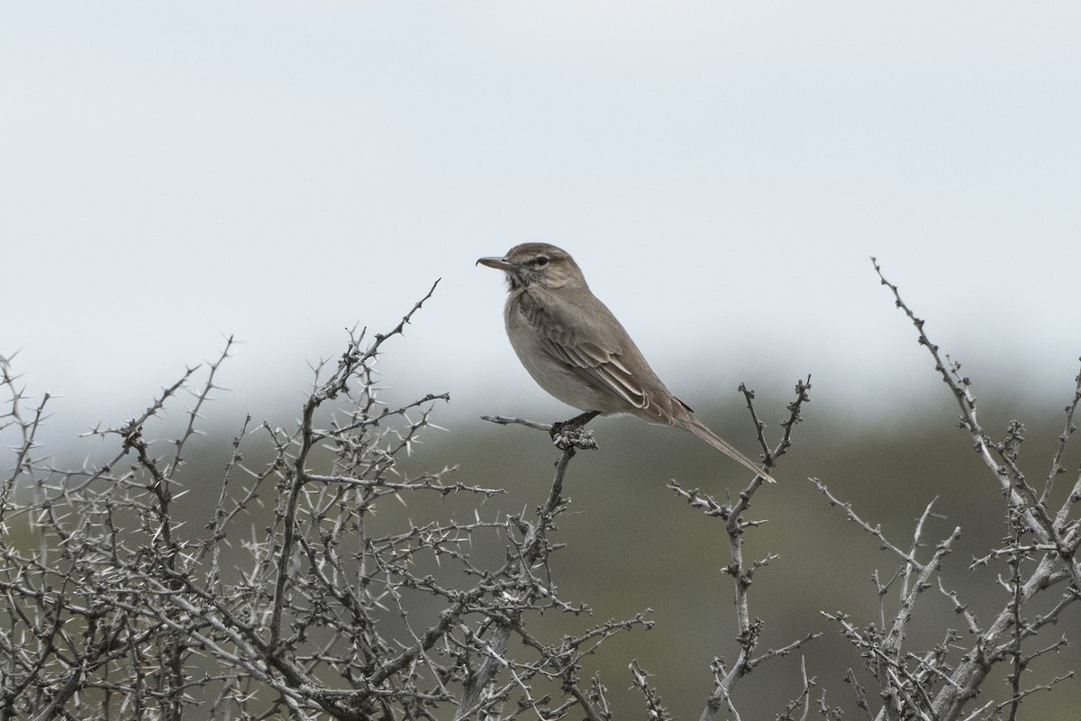 Gray-bellied Shrike-Tyrant - ML612424293