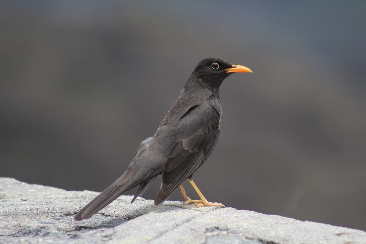 Chiguanco Thrush - Gabriel Paschetta