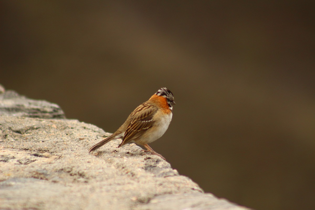 Rufous-collared Sparrow - Gabriel Paschetta