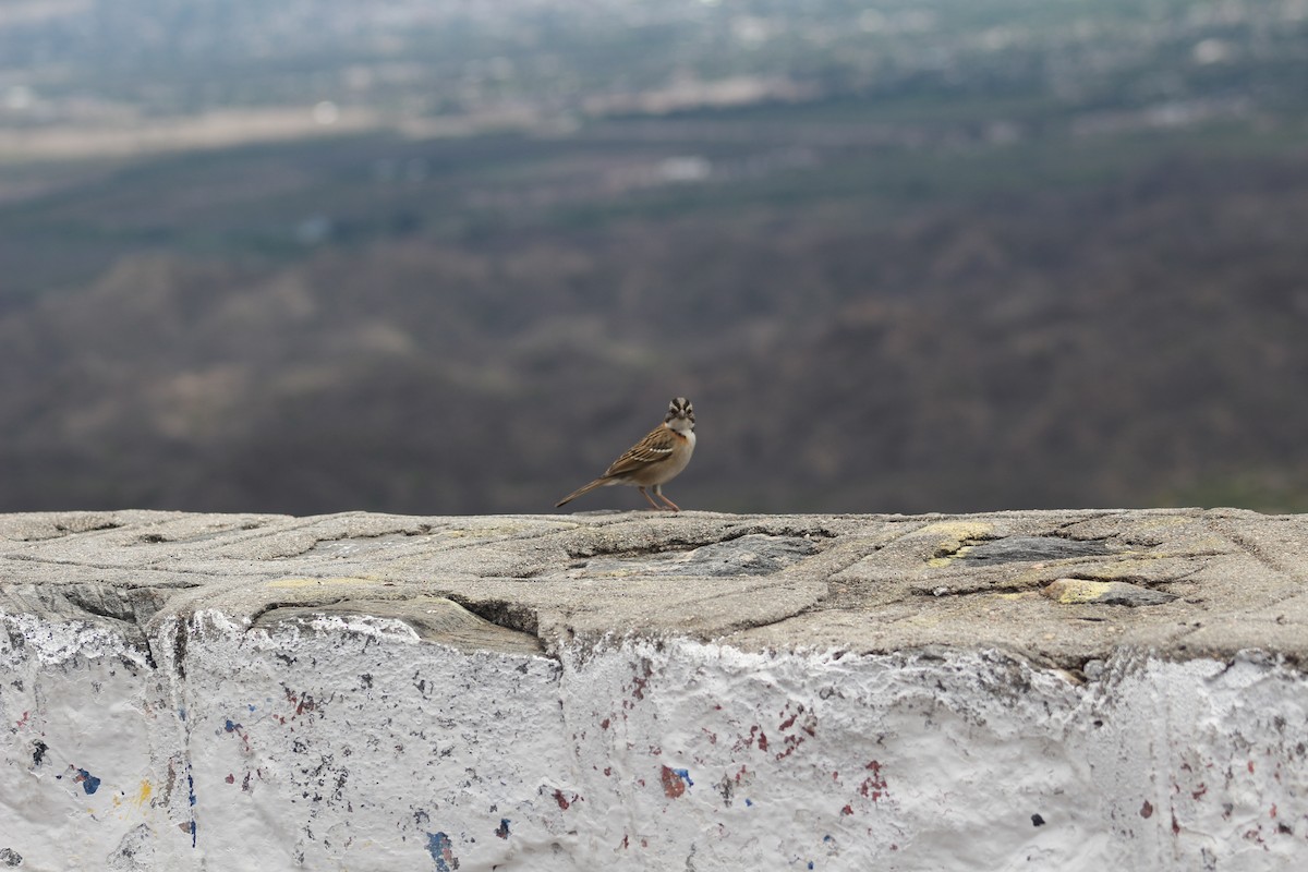 Rufous-collared Sparrow - ML612424317